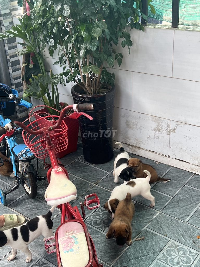 Chó ta nhiều màu. Mua bán Chó tại Thành phố Dĩ An Bình Dương được đăng bởi Loan Nguyễn hình 1