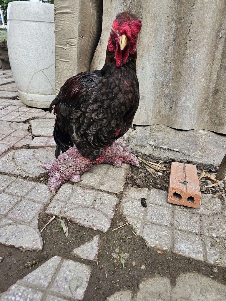 Gà trống 4kg. Mua bán Gà tại Huyện Bình Chánh Tp Hồ Chí Minh được đăng bởi quyền hình 1