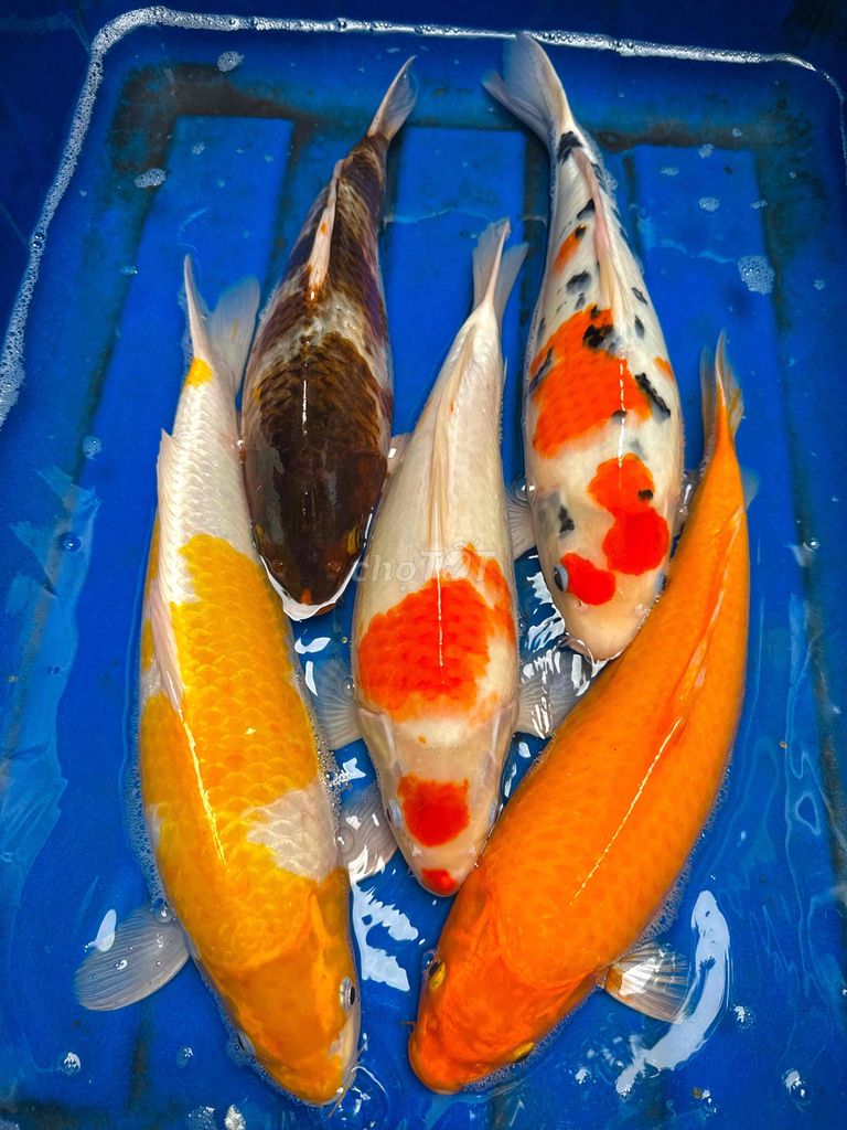 Cá Koi F1 nhật 40-55cn. Mua bán Thú cưng khác tại Thành phố Thủ Đức Tp Hồ Chí Minh được đăng bởi Nguyen Sang hình 1