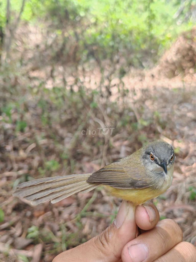 Chim Chiền chiện bụng vàng. Mua bán Chim tại Quận 7 Tp Hồ Chí Minh được đăng bởi Hải ĐĂNG hình 1