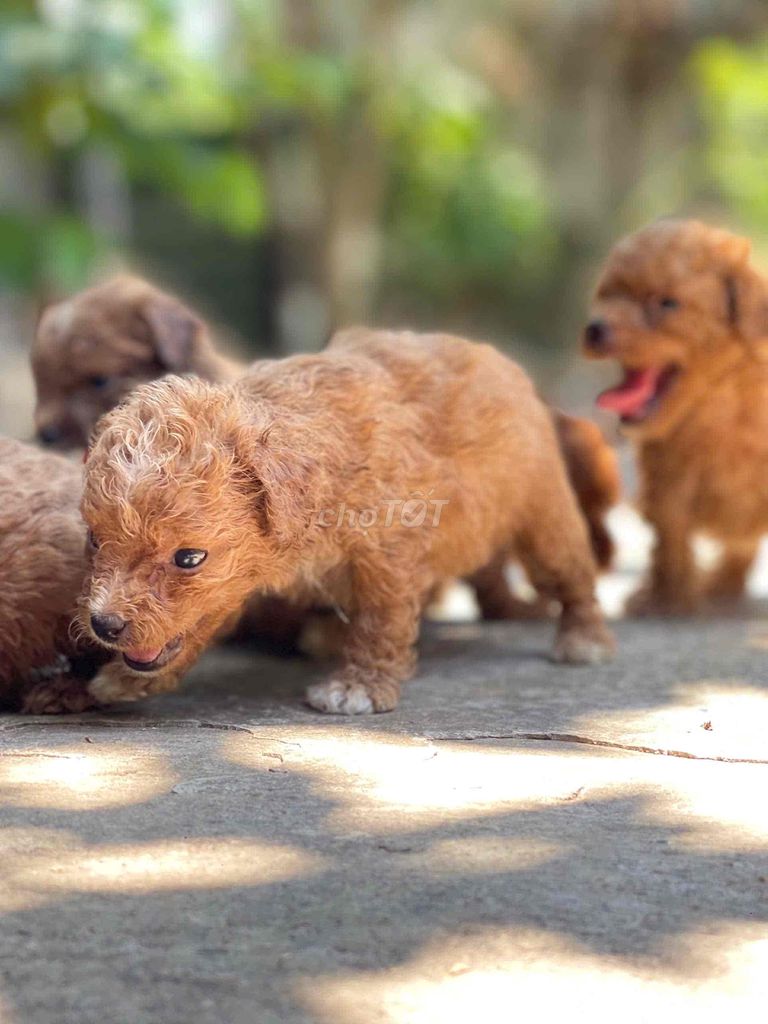 BÁN CHÓ POODLE ĐÁNG YÊU !!!