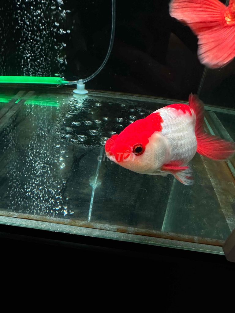 Cá Ranchu Đỏ trắng 15cm. Mua bán Thú cưng khác tại Thành phố Thủ Đức Tp Hồ Chí Minh được đăng bởi Jin hình 1