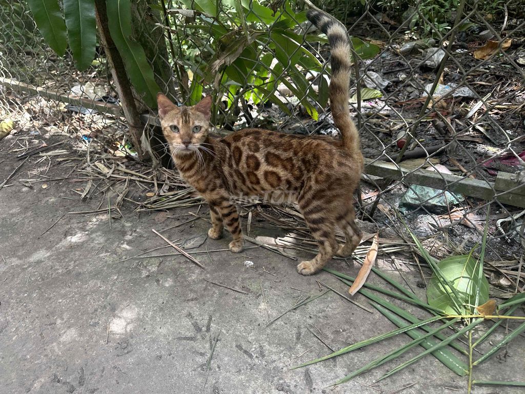 2 bé Mèo Bengal cái đang bầu. Mua bán Mèo tại Thành phố Châu Đốc An Giang được đăng bởi Duy hình 1