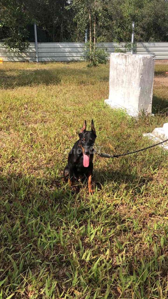 dòng chó dobacman. Mua bán Chó tại Huyện Bình Chánh Tp Hồ Chí Minh được đăng bởi quốc hiếu hình 2