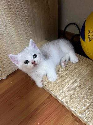 mèo chân ngắn nhà đẻ tại Hà Nội. Mua bán Mèo tại Quận Đống Đa Hà Nội được đăng bởi Toàn