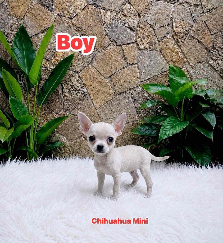 🍒🍒CHIHUAHUA MINI - 3 THÁNG - ĐẦU TÁO THUẦN - BOY🍒🍒. Mua bán Chó tại Huyện Hóc Môn Tp Hồ Chí Minh được đăng bởi SIÊU PET SG UY TÍN  hình 1