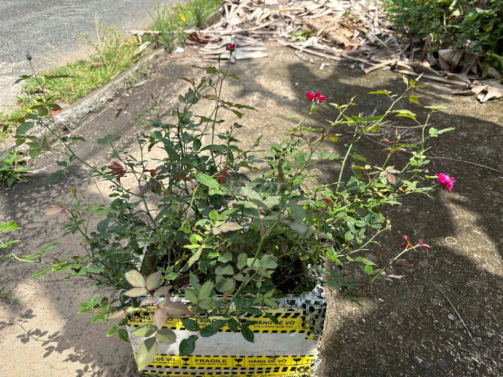 Hoa hồng Hồng khỏe mạnh nhiều nụ. Mua bán Cây cảnh, đồ trang trí tại Quận Bình Thuỷ Cần Thơ được đăng bởi mì xào hình 1