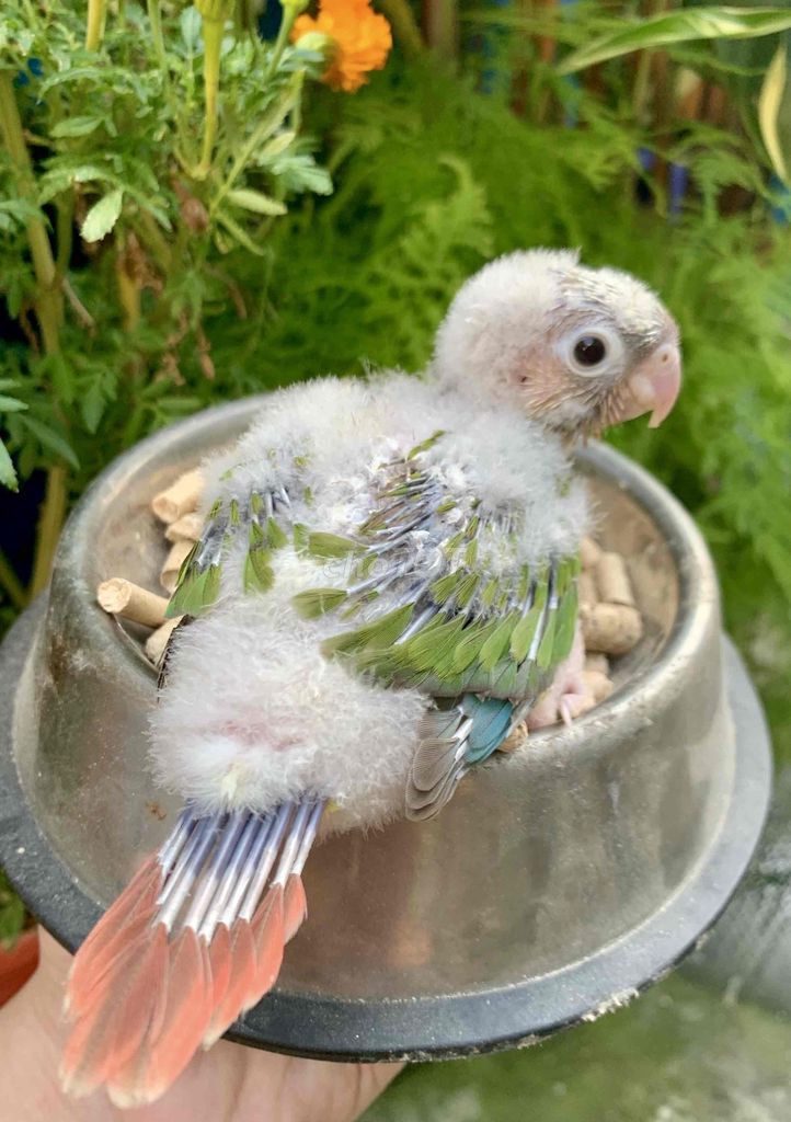 Chim Greencheck non đủ màu. Mua bán Chim tại Quận Gò Vấp Tp Hồ Chí Minh được đăng bởi Huynh Anh hình 1