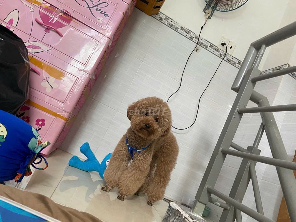 Chó Poodle đực hơn 3 tuổi. Mua bán Chó tại Huyện Bình Chánh Tp Hồ Chí Minh được đăng bởi Mai khôi hình 1