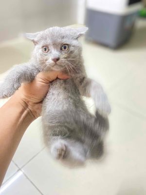 Anh lông ngắn Xám Xanh , Lilac