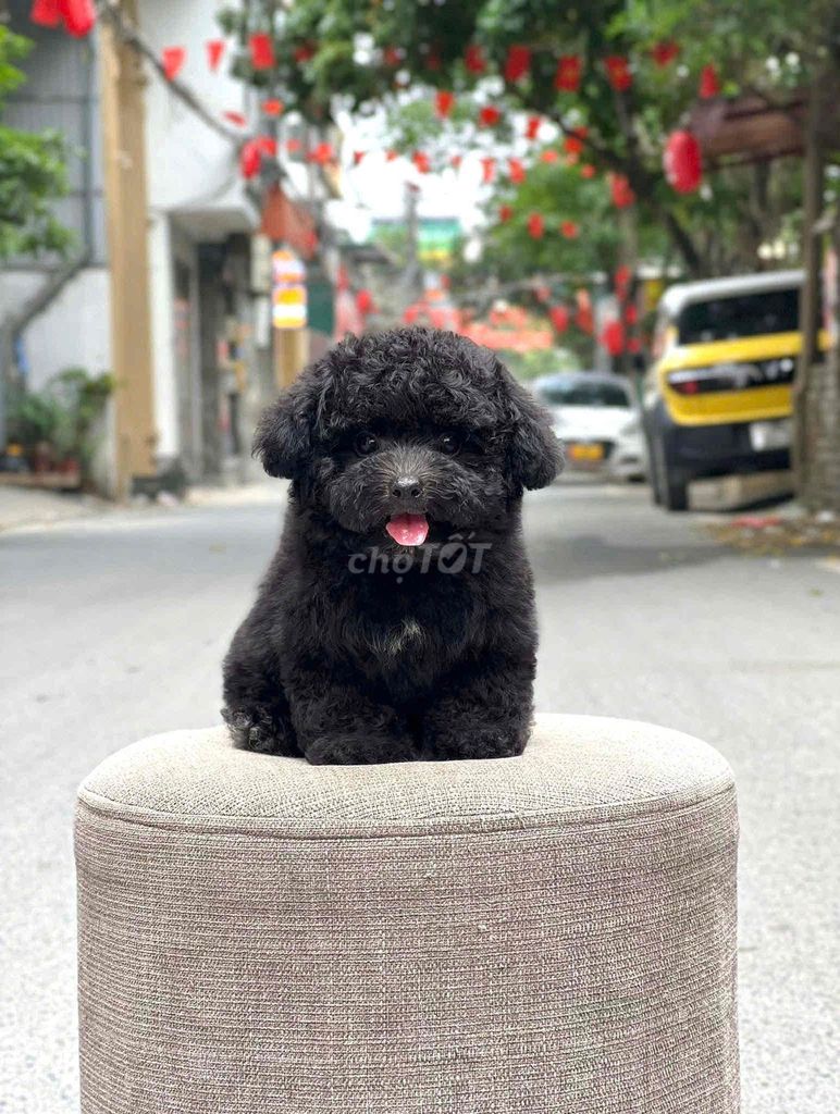 Chó Poodle Đực và Cái. Mua bán Chó tại Thành phố Trà Vinh Trà Vinh được đăng bởi bm hình 1