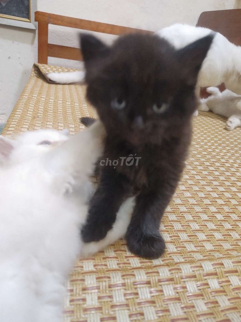 Đàn mèo anh lông dài lai sinh 14/4