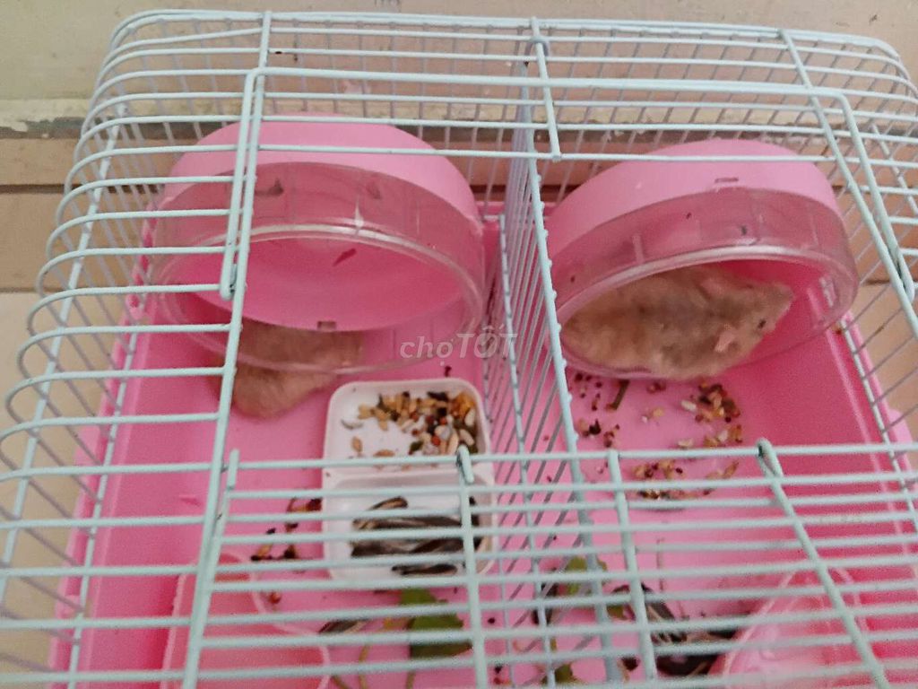 Cặp hamster luôn chuồng và phụ kiện. Mua bán Thú cưng khác tại Quận Tân Phú Tp Hồ Chí Minh được đăng bởi Lê Tím hình 1
