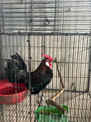 giao lưu quạ hay cú mèo. Mua bán Chim tại Thị xã Tân Uyên Bình Dương được đăng bởi Anh Cà Rá 