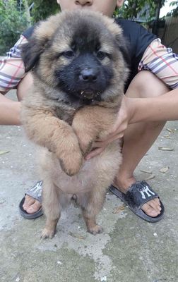 cún nhà đẻ bụ xinh ngoan khôn