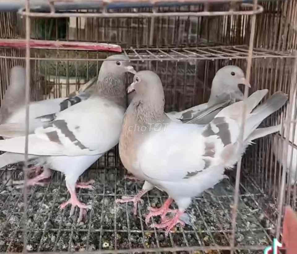 Chim Bồ Câu Pháp. Mua bán Chim tại Quận Đống Đa Hà Nội được đăng bởi Hoang Kim Dung hình 1