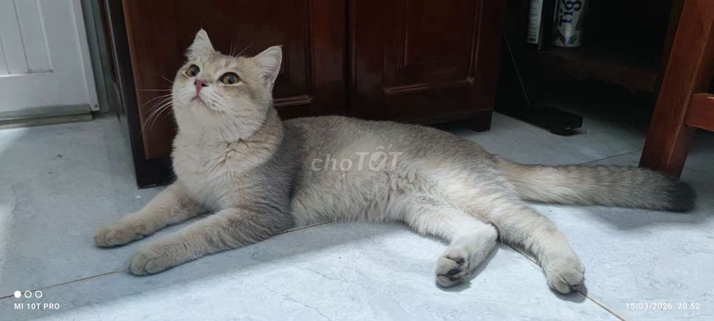 Mèo Anh lông ngắn đực. Mua bán Mèo tại Huyện Định Quán Đồng Nai được đăng bởi Trần Minh Hiếu hình 1