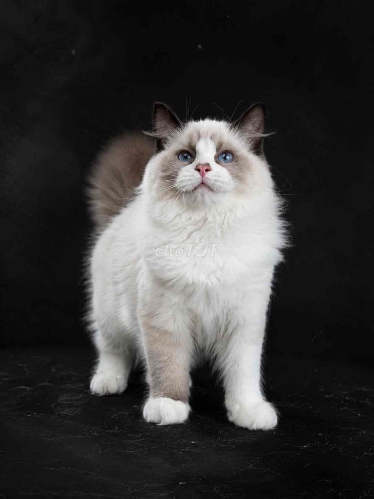 Mèo Ragdoll cái 4 tháng. Mua bán Mèo tại Quận Tân Phú Tp Hồ Chí Minh được đăng bởi Hoàng Nguyễn hình 1