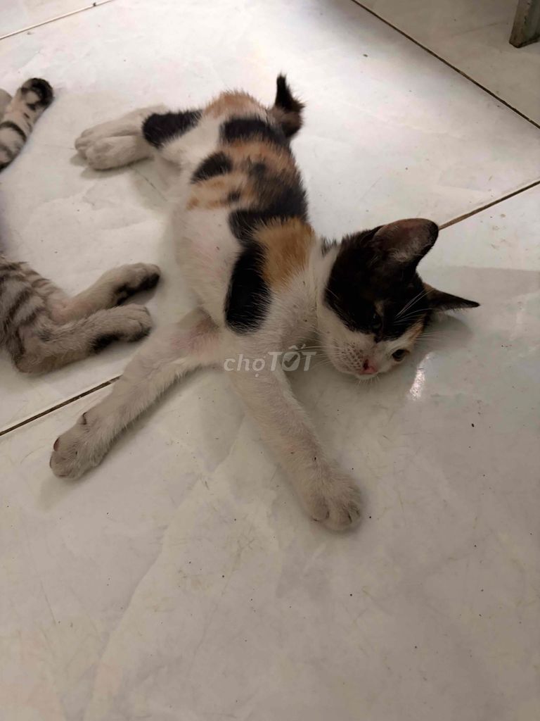 Mèo Anh lông ngắn lai Cái Tam thể 2 tháng. Mua bán Mèo tại Quận Bình Tân Tp Hồ Chí Minh được đăng bởi Chuối betta hình 1