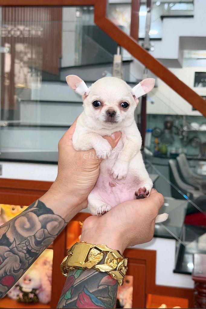 Chó Chihuahua Trắng Đã tiêm. Mua bán Chó tại Quận Bình Tân Tp Hồ Chí Minh được đăng bởi Trang  hình 1