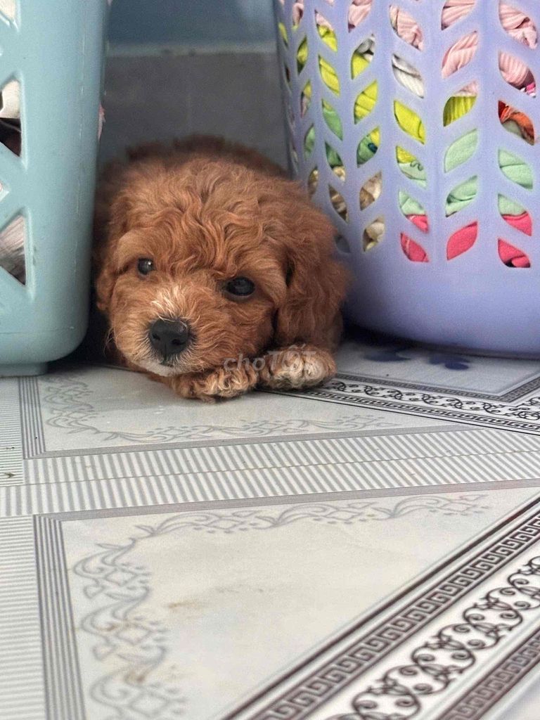 Chó Poodle Nâu Đã tiêm phòng. Mua bán Chó tại Huyện Châu Thành Bến Tre được đăng bởi Vân hình 1