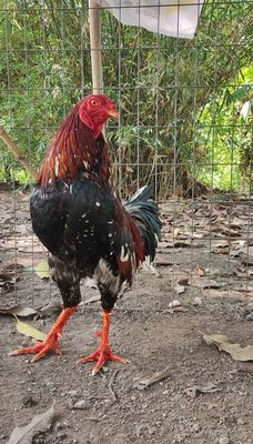 Điều bông 3kg2. Mua bán Gà tại Huyện Châu Thành Kiên Giang được đăng bởi gà đá