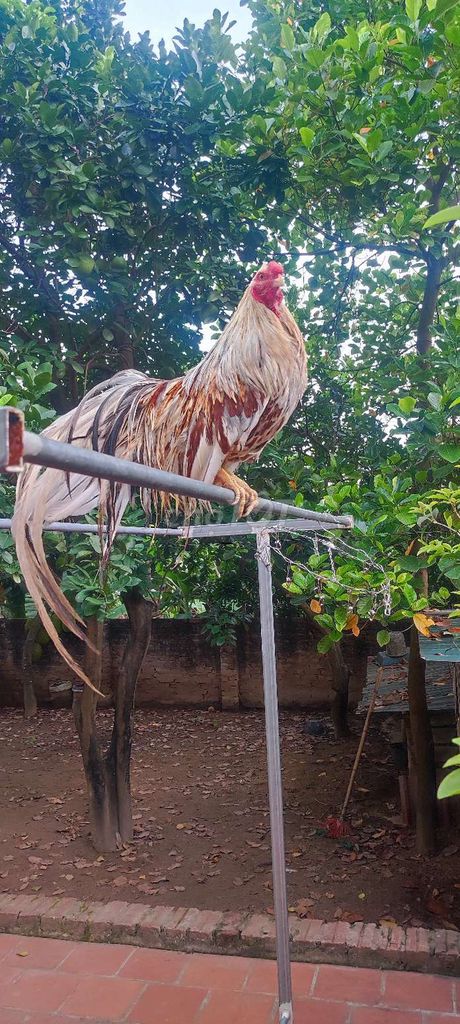 Gà cảnh Tân Châu trống màu bướm. Mua bán Gà tại Huyện Đông Anh Hà Nội được đăng bởi anh phương hình 1