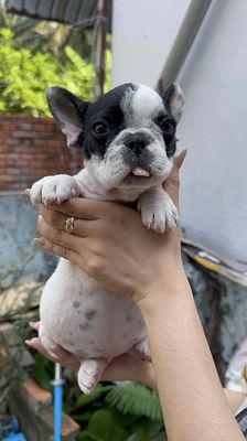 Chó Bulldog con Đen trắng