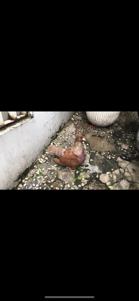 Gà trống màu đỏ. Mua bán Chim tại Quận Tân Phú Tp Hồ Chí Minh được đăng bởi Huy vu hình 1