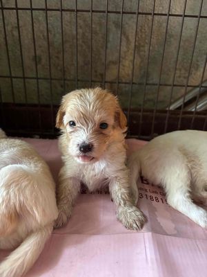 TÌM NHÀ CHO 3 BÉ CÁI.. Mua bán Chó tại Thành phố Thủ Đức Tp Hồ Chí Minh được đăng bởi Huỳnh Trúc Lam hình 1