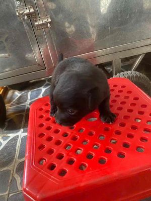 Cún nhật lai Poodle Đen trắng .