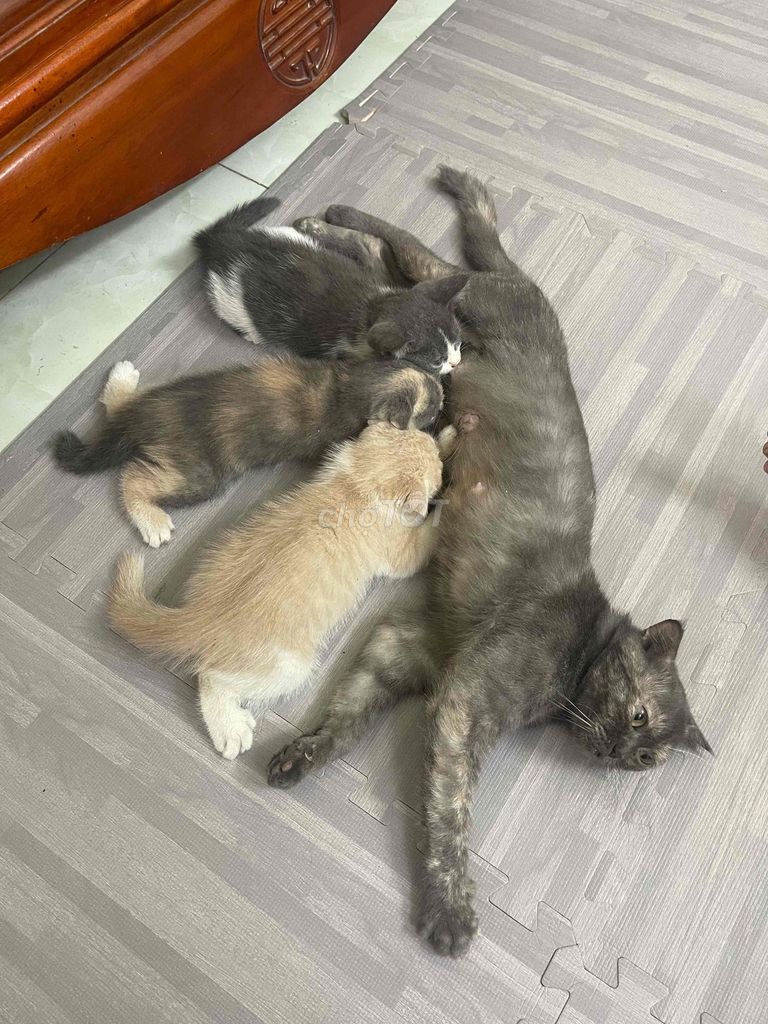 Mèo Anh Lông Ngắn Bicolor. Mua bán Mèo tại Quận Tây Hồ Hà Nội được đăng bởi Phương Hoa hình 1