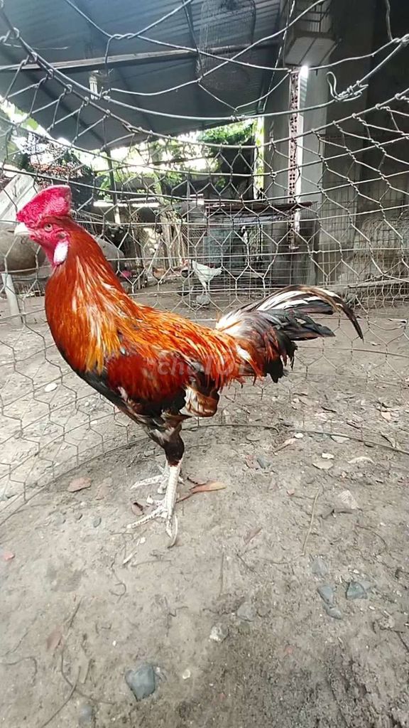 khét 4.2kg. Mua bán Gà tại Huyện Long Thành Đồng Nai được đăng bởi lê Vương hình 1