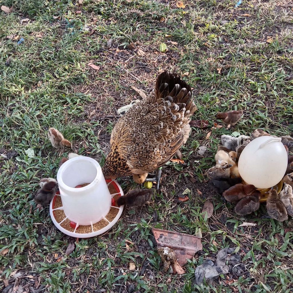 Gà con H'mông bản địa