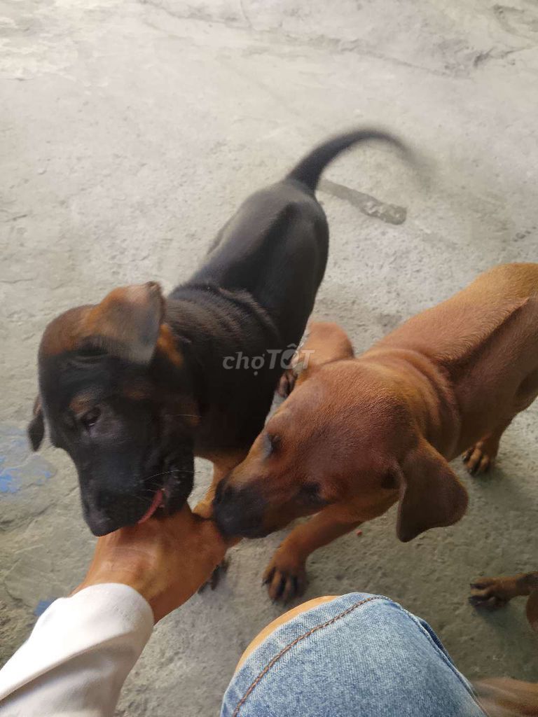 Chó Phú Quốc lai Thái đực lưỡi thép, đốm. Mua bán Chó tại Huyện Nhà Bè Tp Hồ Chí Minh được đăng bởi Dao hình 1