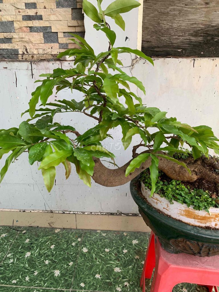 mai vàng bonsai ghép siêu bông SG,rất nghệ thuật