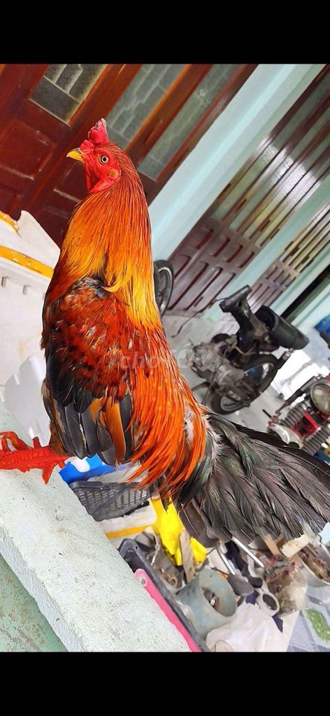 Gà trống Đỏ cam đực. Mua bán Gà tại Huyện Gò Công Tây Tiền Giang được đăng bởi gà lấu gò Công hình 1