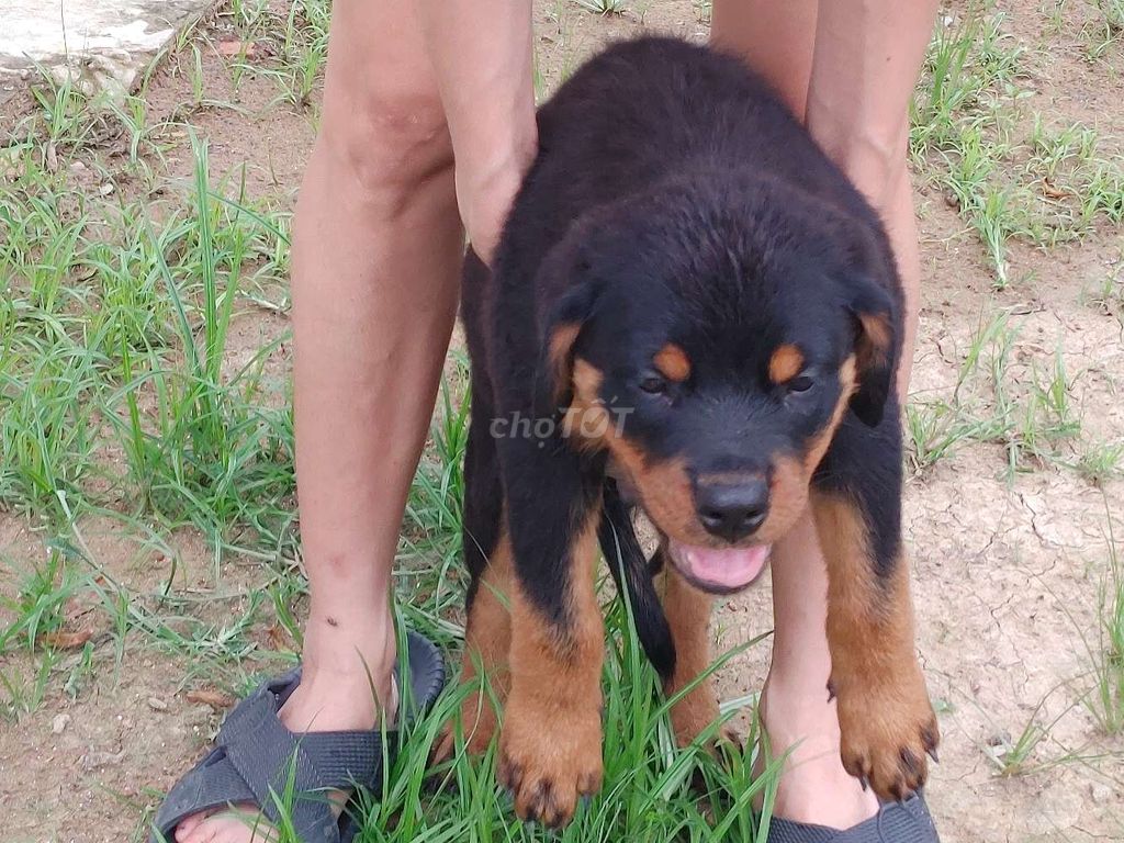 Chó Rottweiler.LT