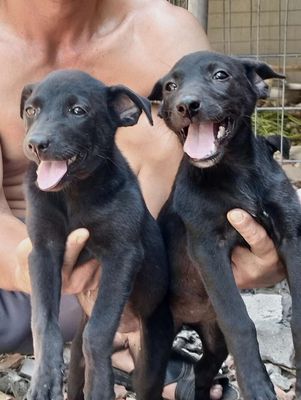 chó betge lai đen tuyền phong thủy