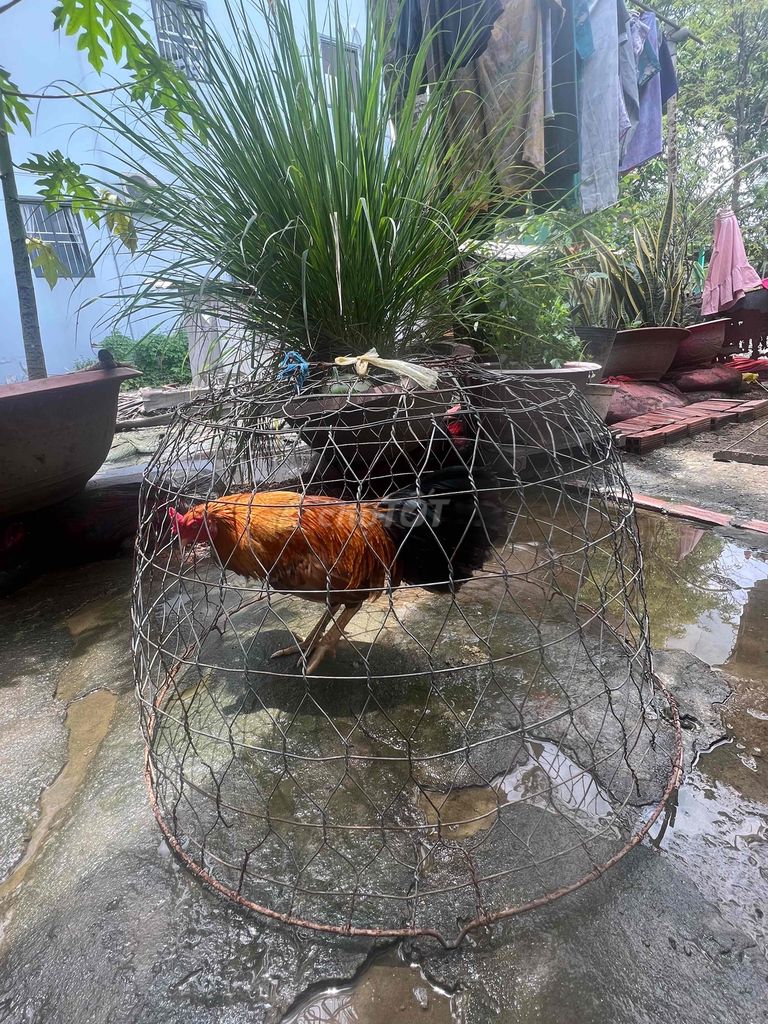 Cặp gà trống đang lớn