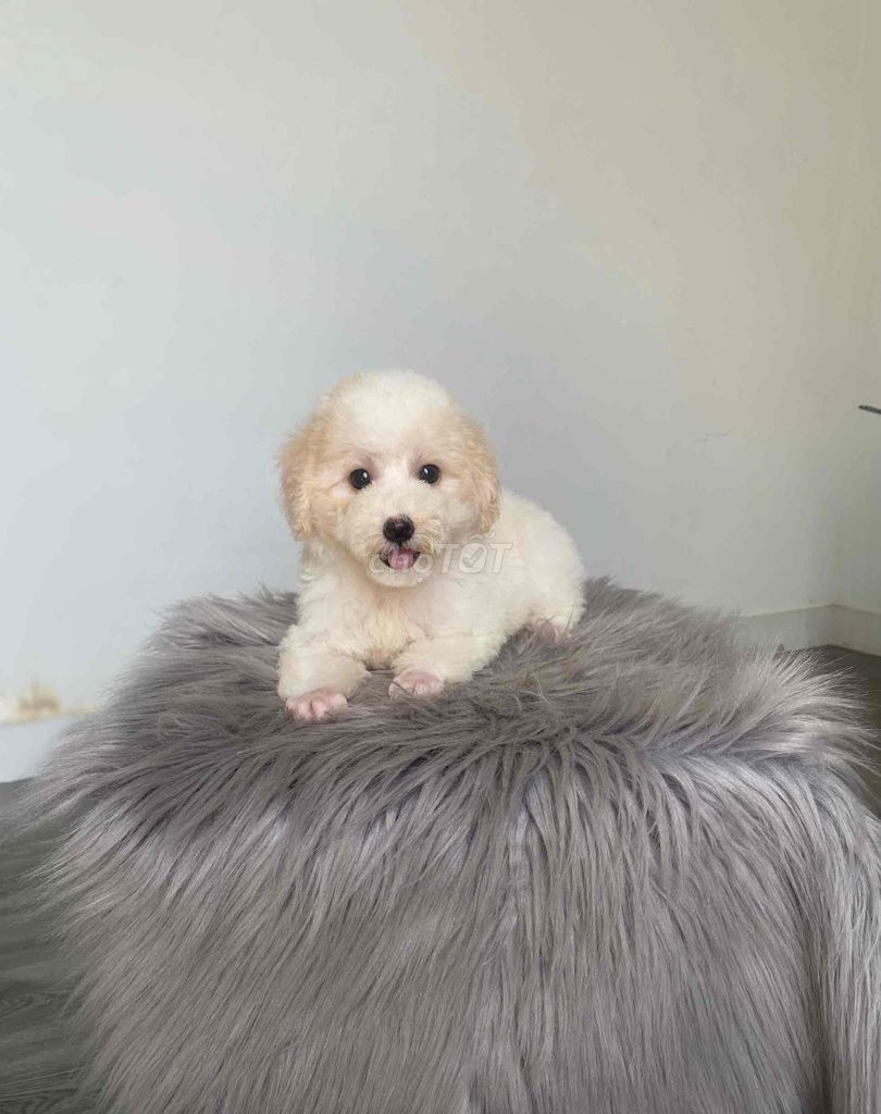 poodle thuần chủng. Mua bán Chó tại Quận 12 Tp Hồ Chí Minh được đăng bởi Nguyễn Nguyễn hình 1