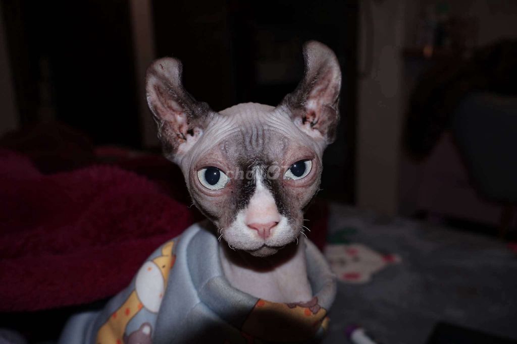 Mèo Sphynx cặp đực cái 3 tháng đã tiêm 2 mũi. Mua bán Mèo tại Huyện Gia Lâm Hà Nội được đăng bởi Như Ngọc hình 1