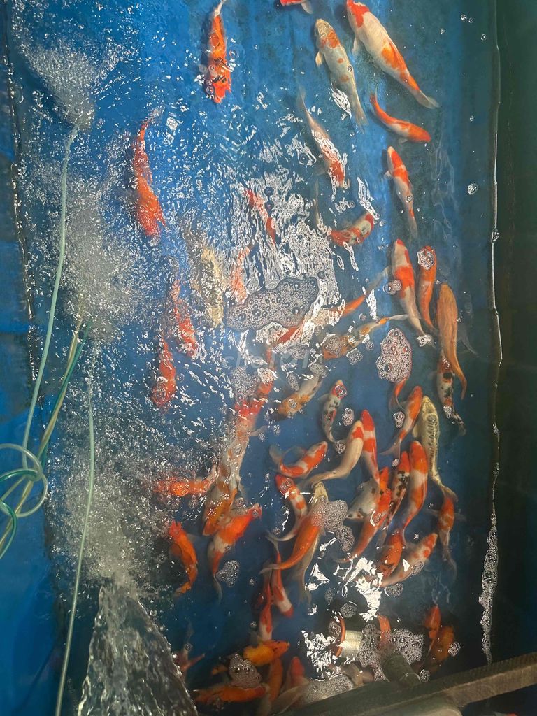 cá koi 3 4 5 con 1kg 300k màu trắng đỏ trắng cam