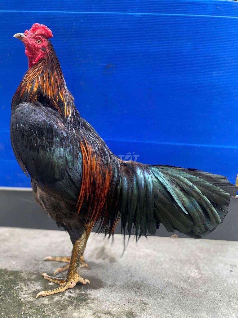 Gà Việt rặc