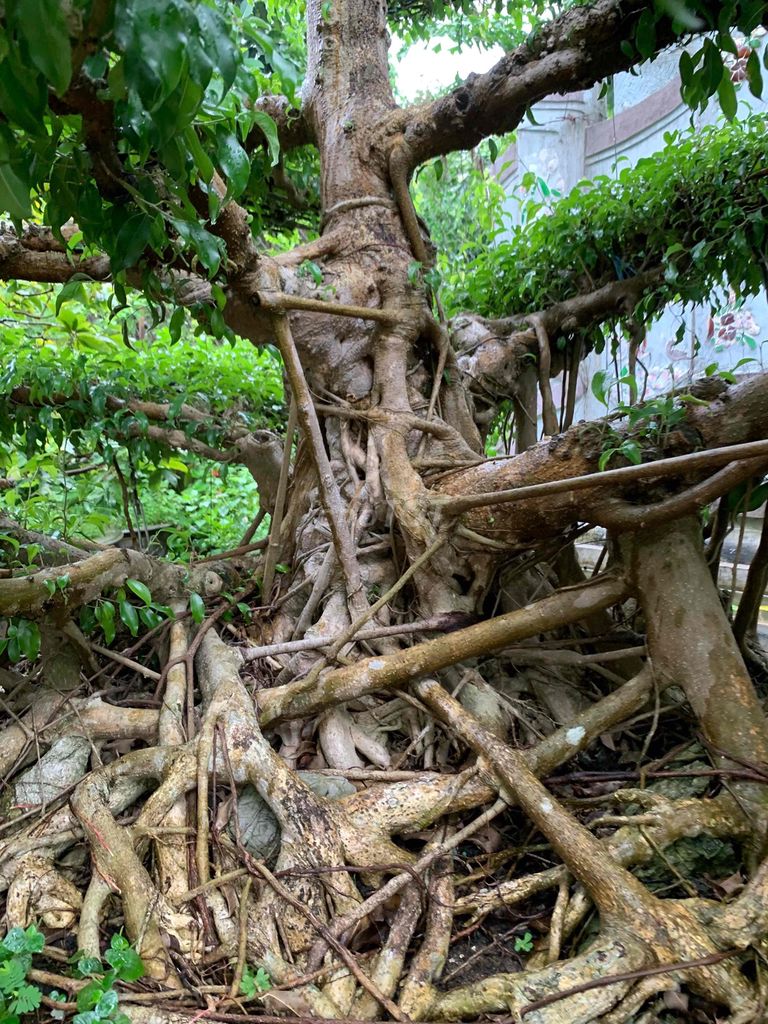 ♥️Trực cổ sanh nam điền sâu tuổi siêu khủng. Mua bán Cây cảnh, đồ trang trí tại Thành phố Huế Thừa Thiên Huế được đăng bởi VĂN MỸ hình 1