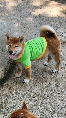 Chó Nhật giống Shiba thuần chủng, 5 tháng tuổi.