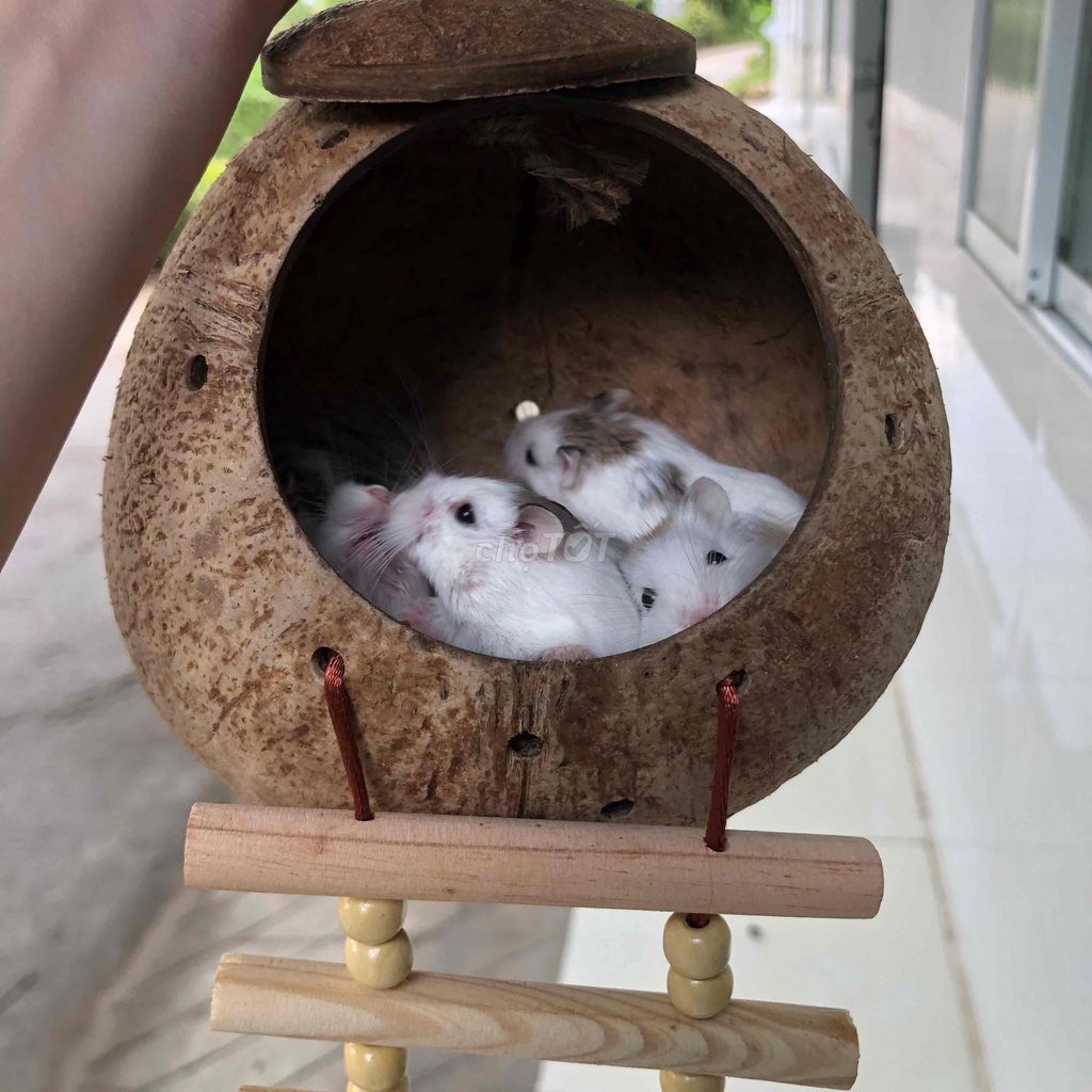 Chuột Hamster Robo bò sữa. Mua bán Thú cưng khác tại Quận Cái Răng Cần Thơ được đăng bởi Hammie Heamster hình 1