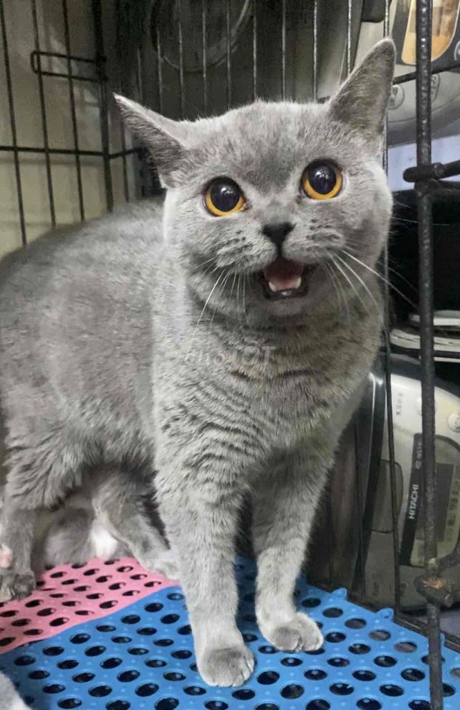 mèo anh lông ngắn cái hơn 1 tuổi ngoan xinh. Mua bán Mèo tại Quận Hai Bà Trưng Hà Nội được đăng bởi Dũng hồ hình 1