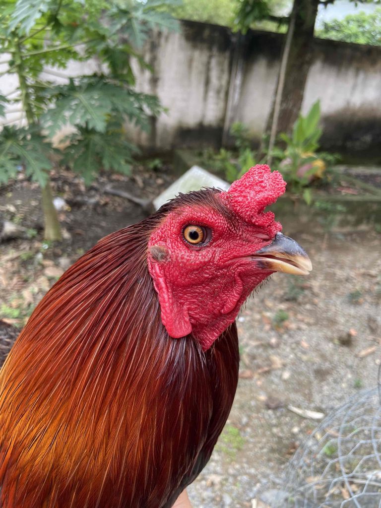 Gà xanh. Mua bán Gà tại Huyện Trà Cú Trà Vinh được đăng bởi Gà Lai  hình 1