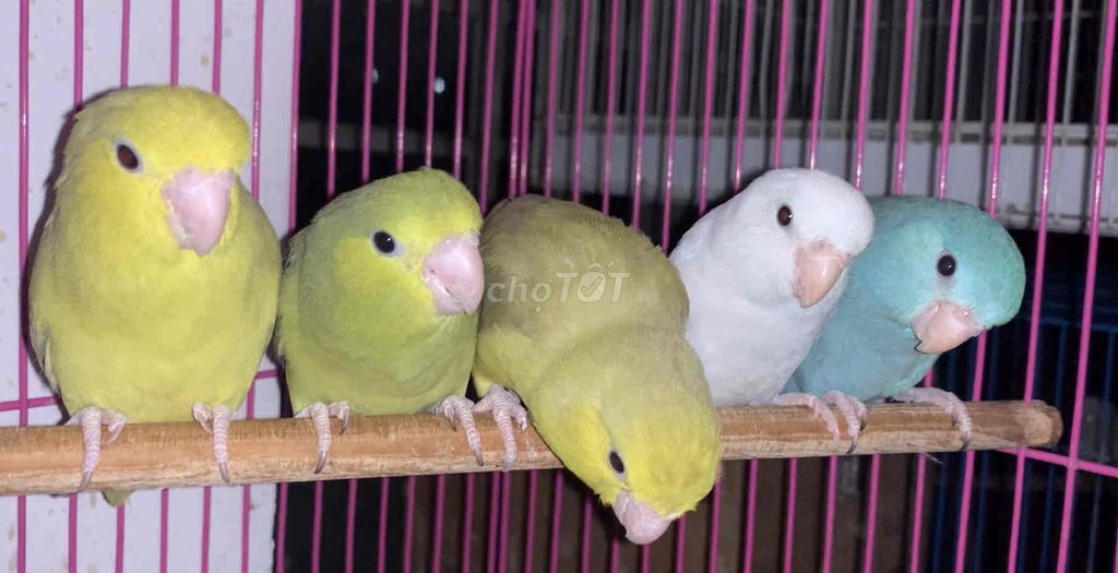 Vẹt Parrotlet mái tơ